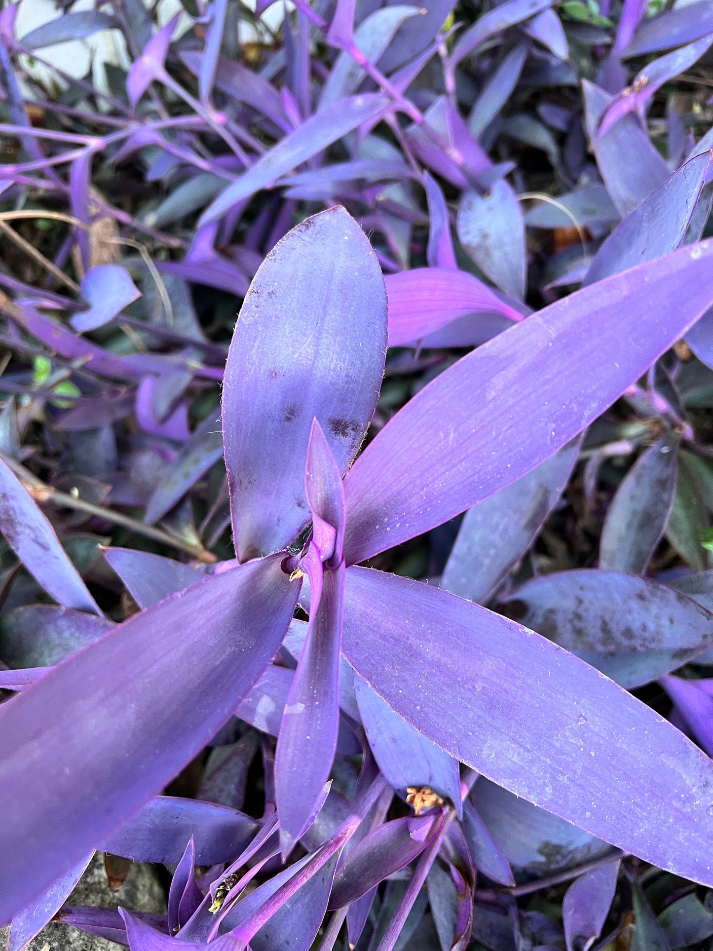 Purple Queen Cuttings