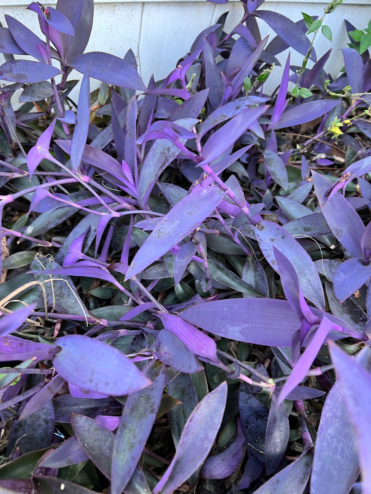 Purple Queen Cuttings