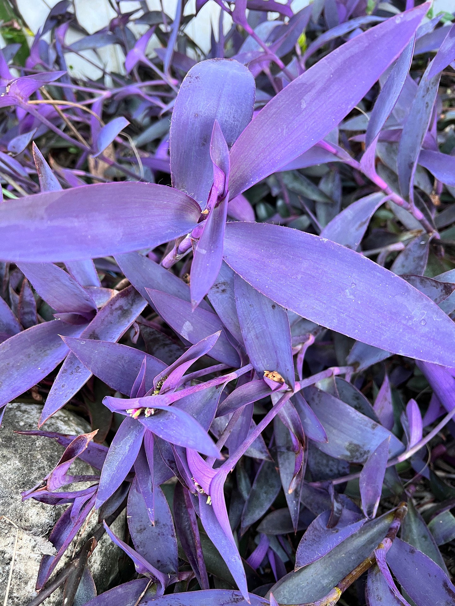 Purple Queen Cuttings