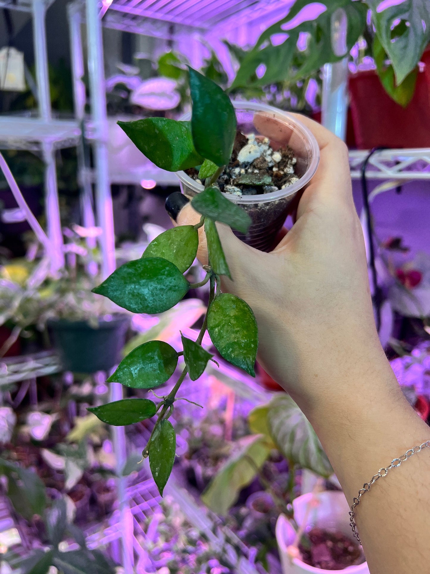Hoya Krohniana Black Starter