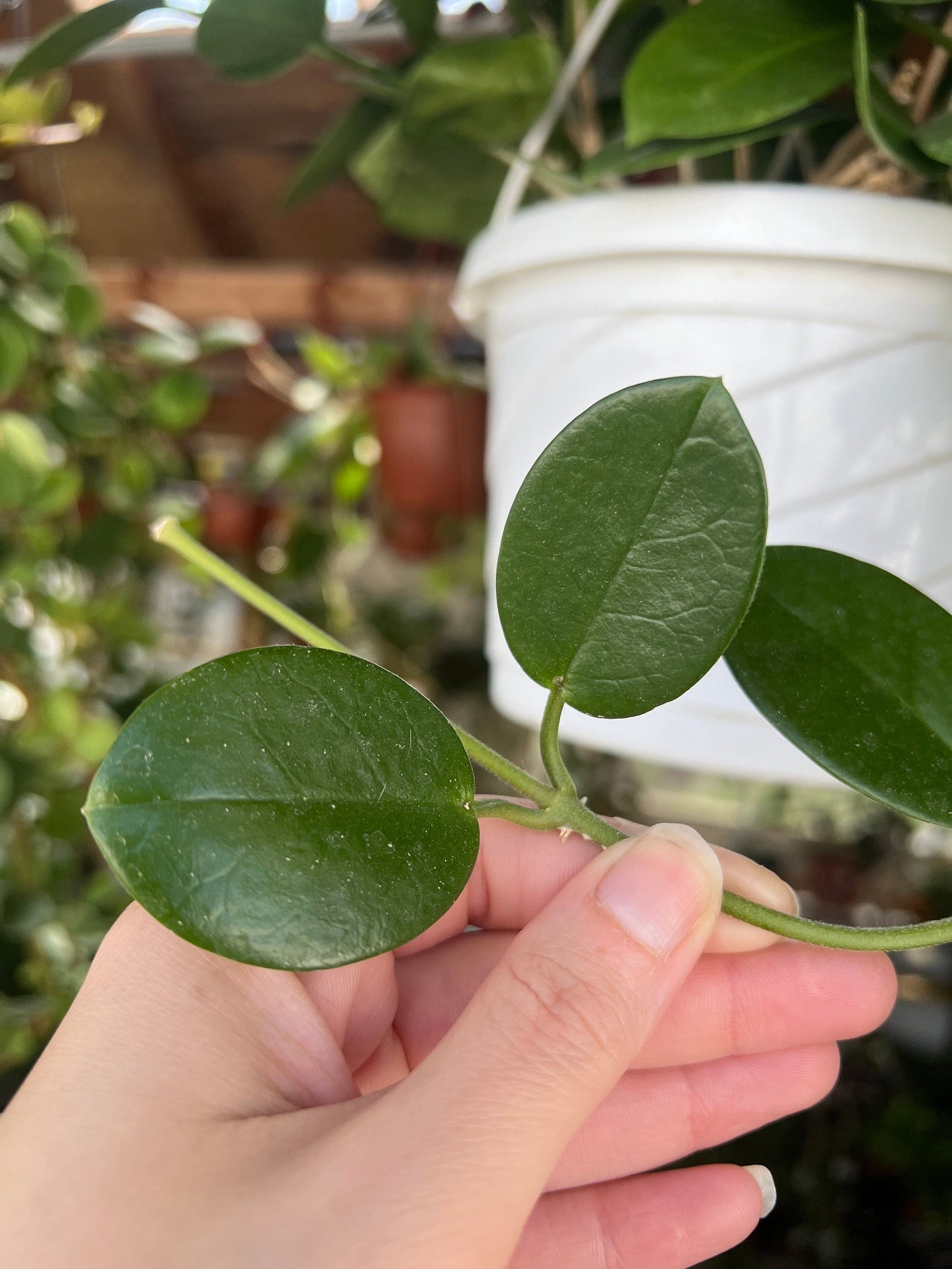 Hoya Australis Cutting