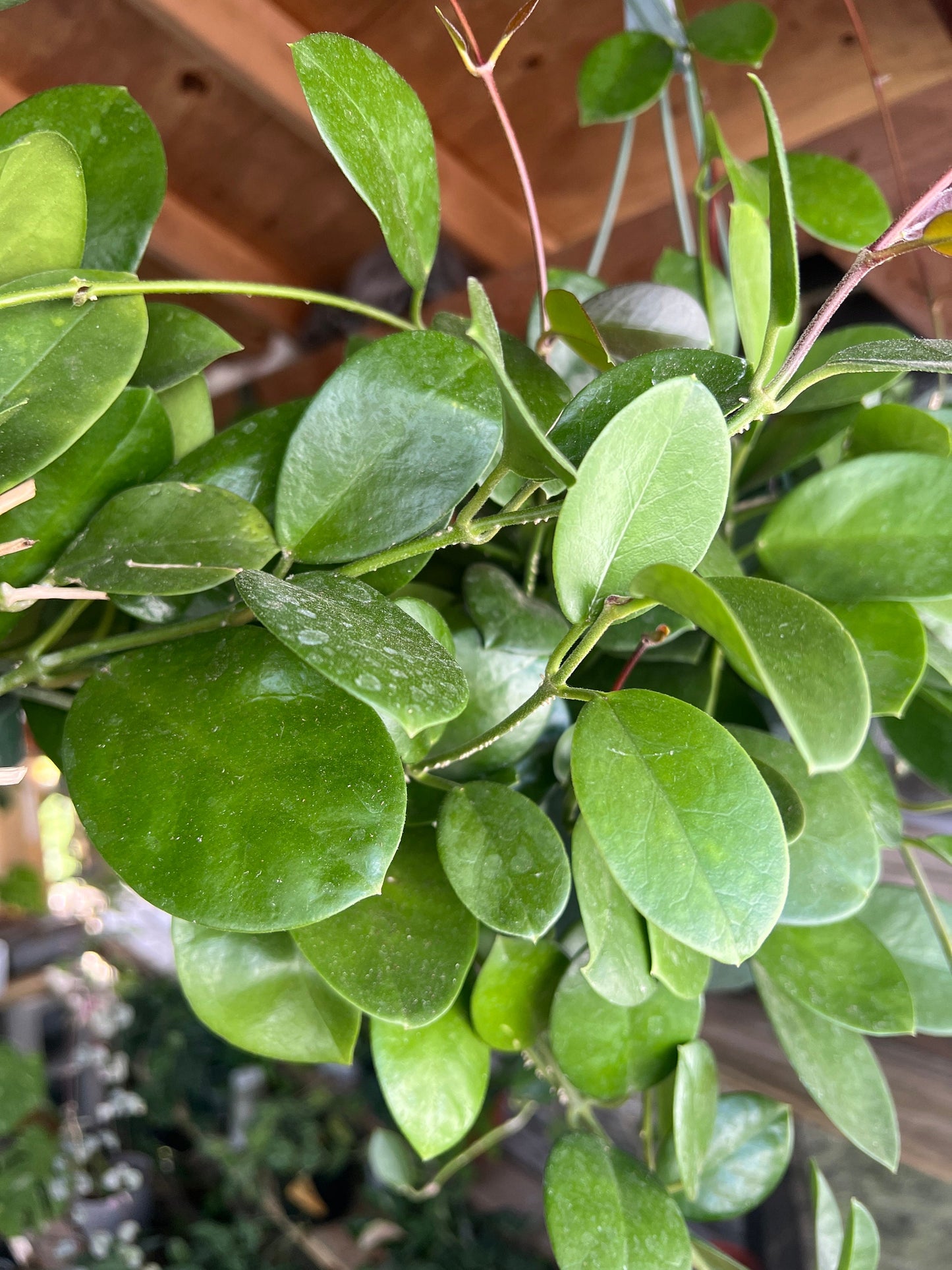 Hoya Australis Cutting