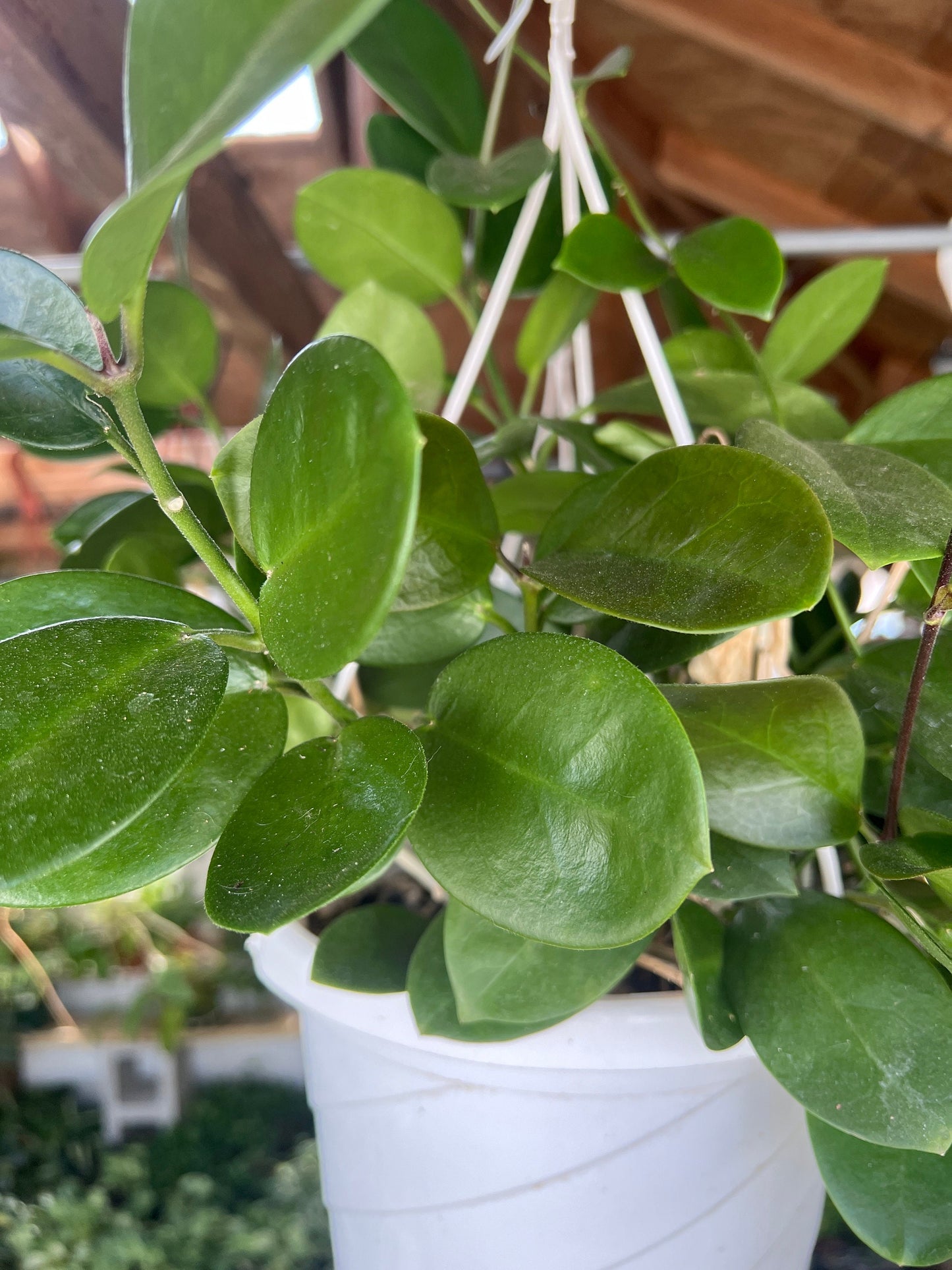 Hoya Australis Cutting