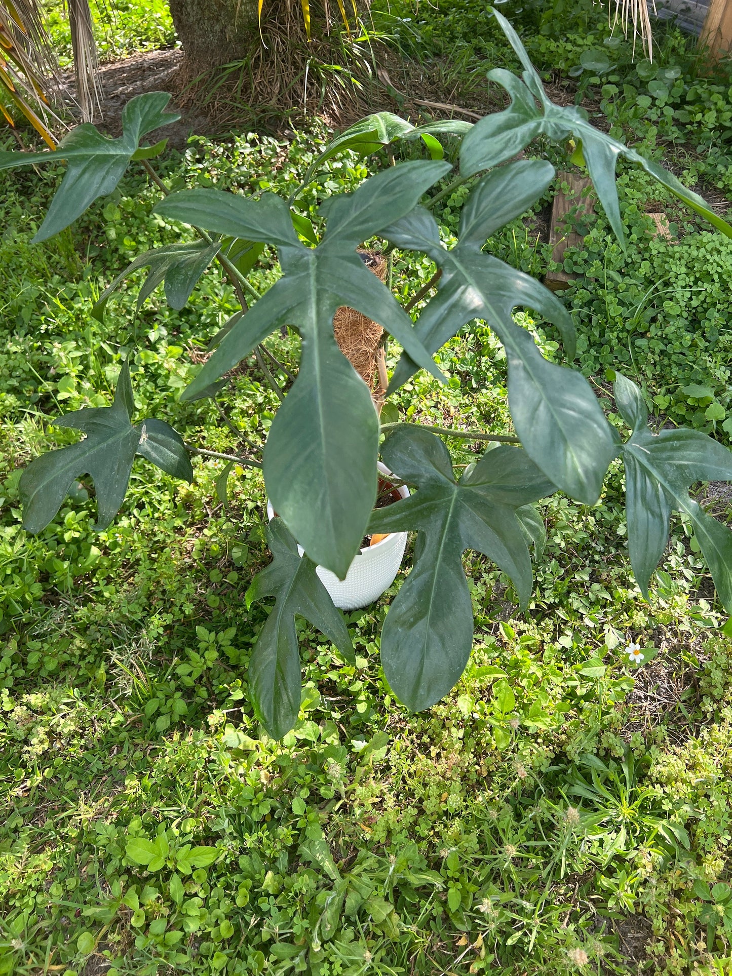 Philodendron Florida Green Cutting