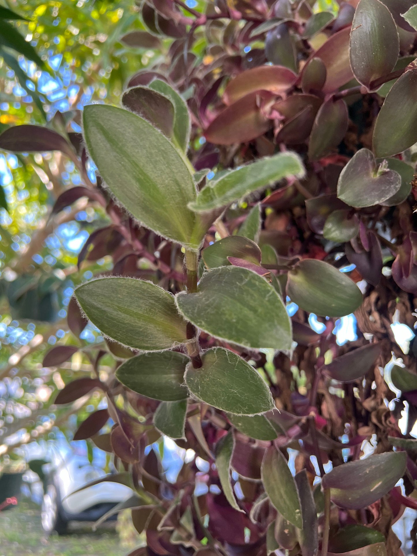 Tradescantia Pallida 'Pale Puma' Cutting