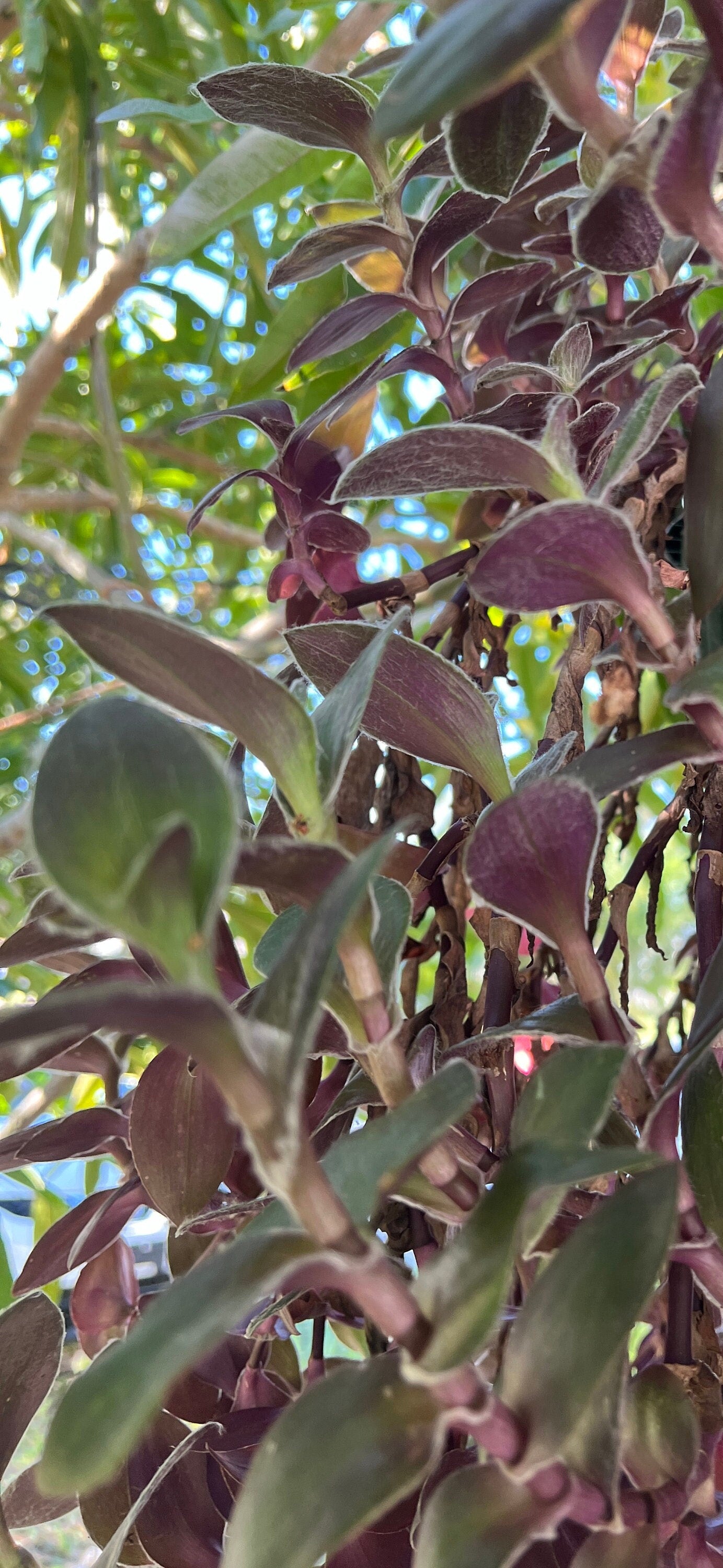 Tradescantia Pallida 'Pale Puma' Cutting