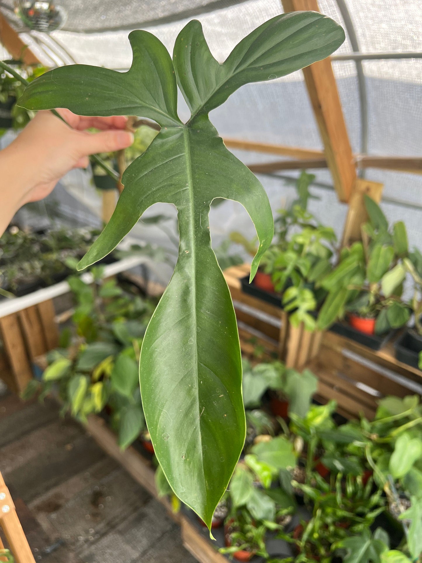 Philodendron Florida Green Cutting