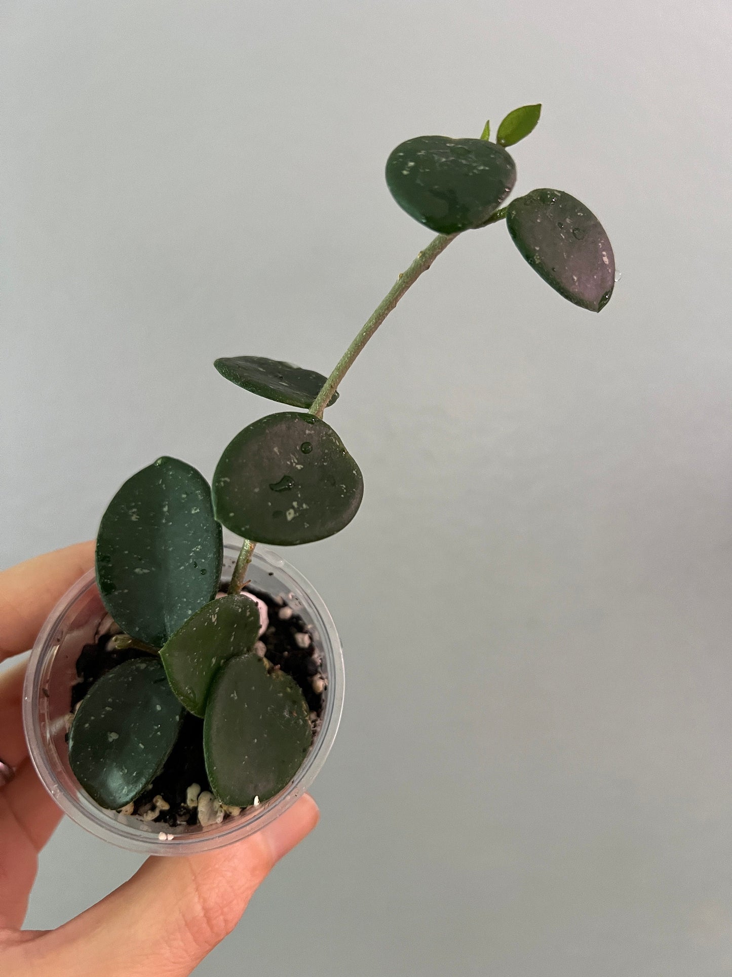 Hoya Mathilde Starter