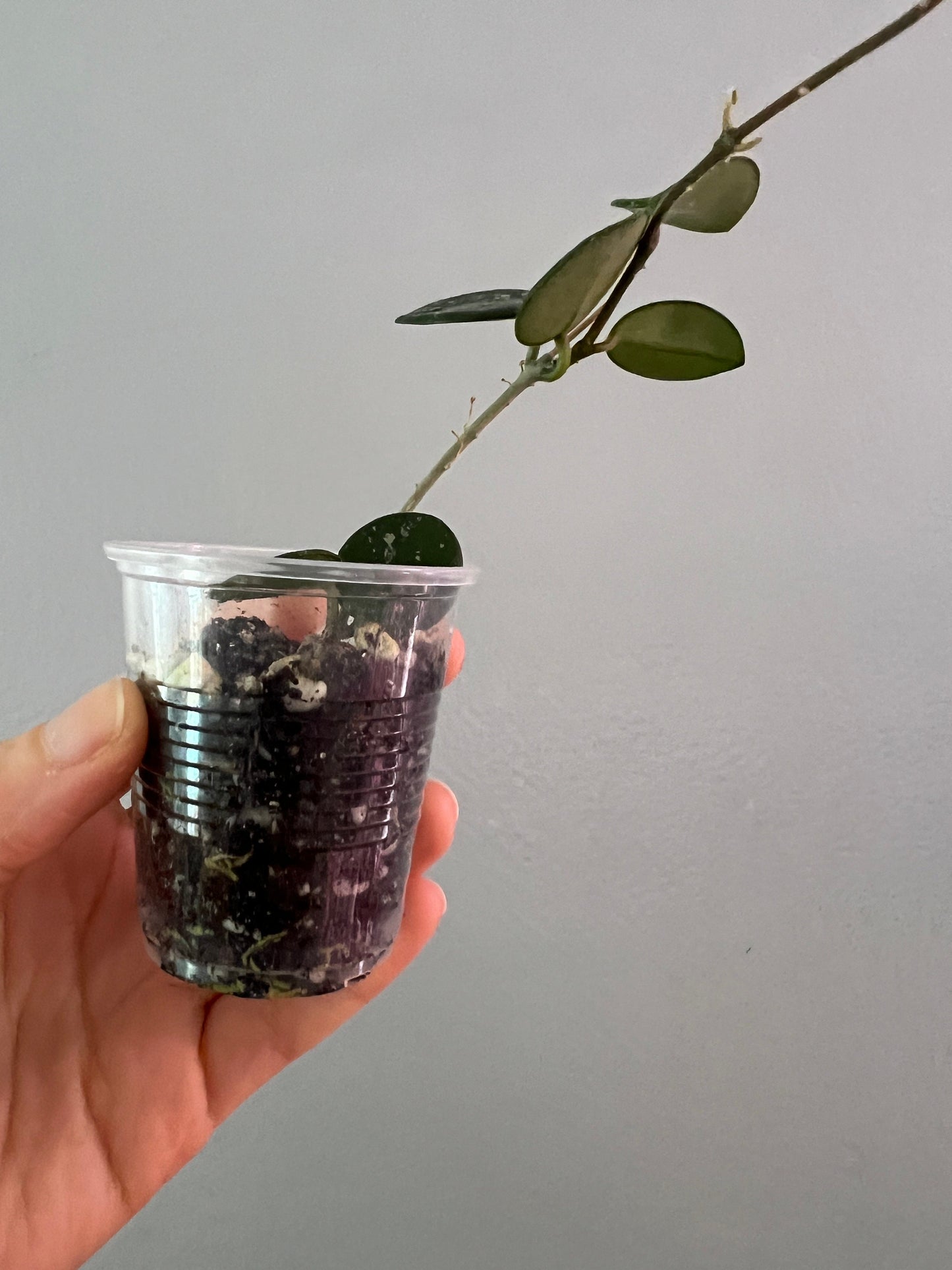 Hoya Mathilde Starter