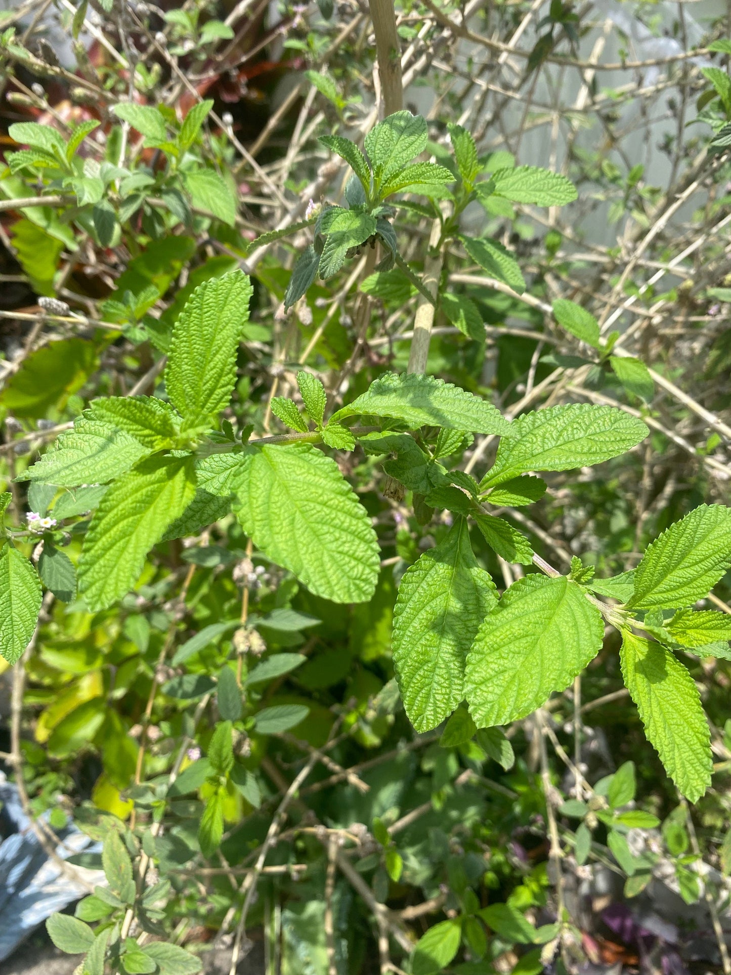 Bushy Mattgrass Cuttings