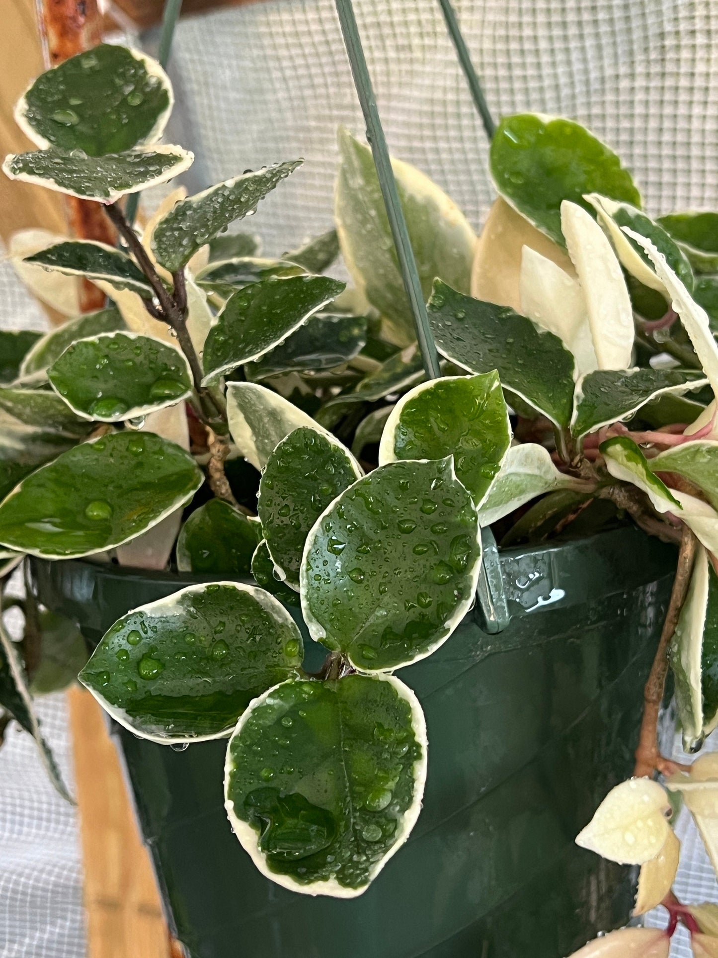Hoya Carnosa Krimson Queen Cutting