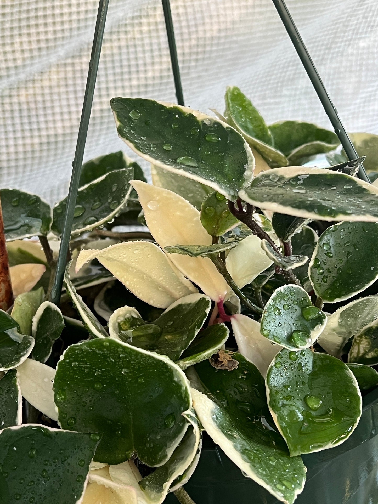 Hoya Carnosa Krimson Queen Cutting