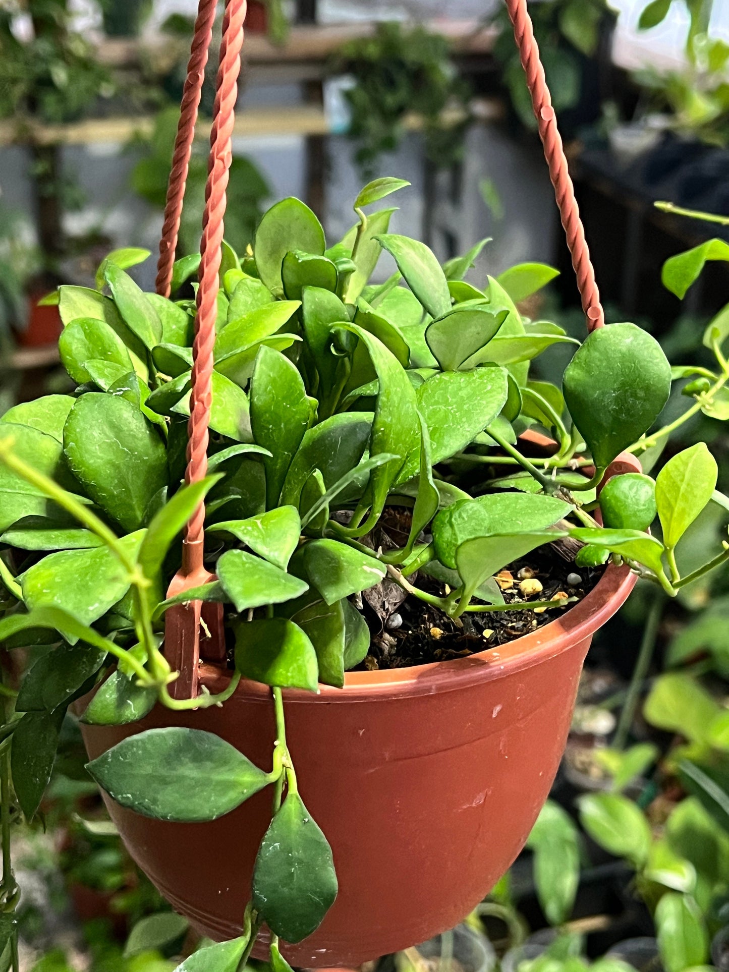 Hoya Heuschkeliana Cutting