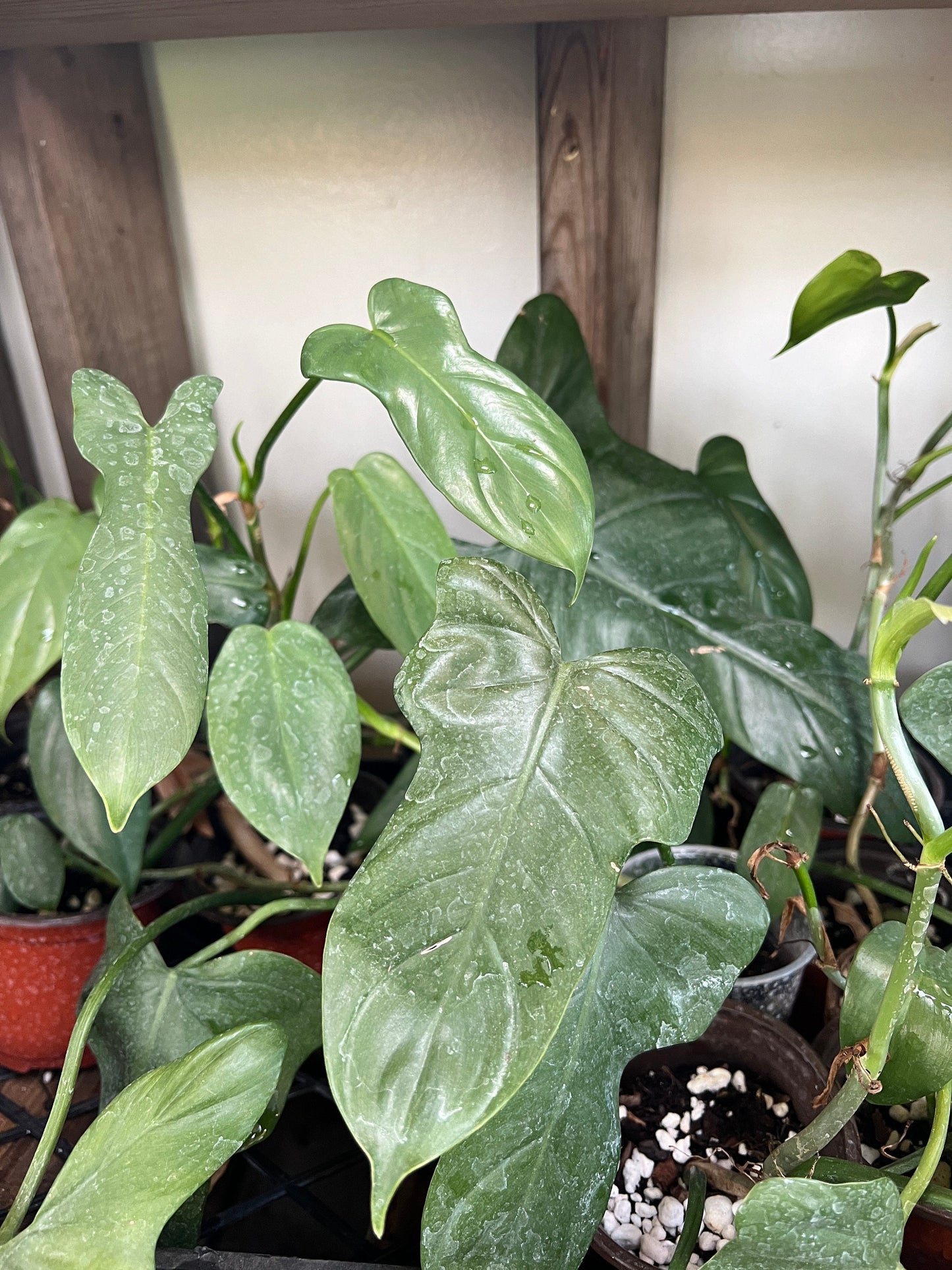 Philodendron Panduriforme Cutting