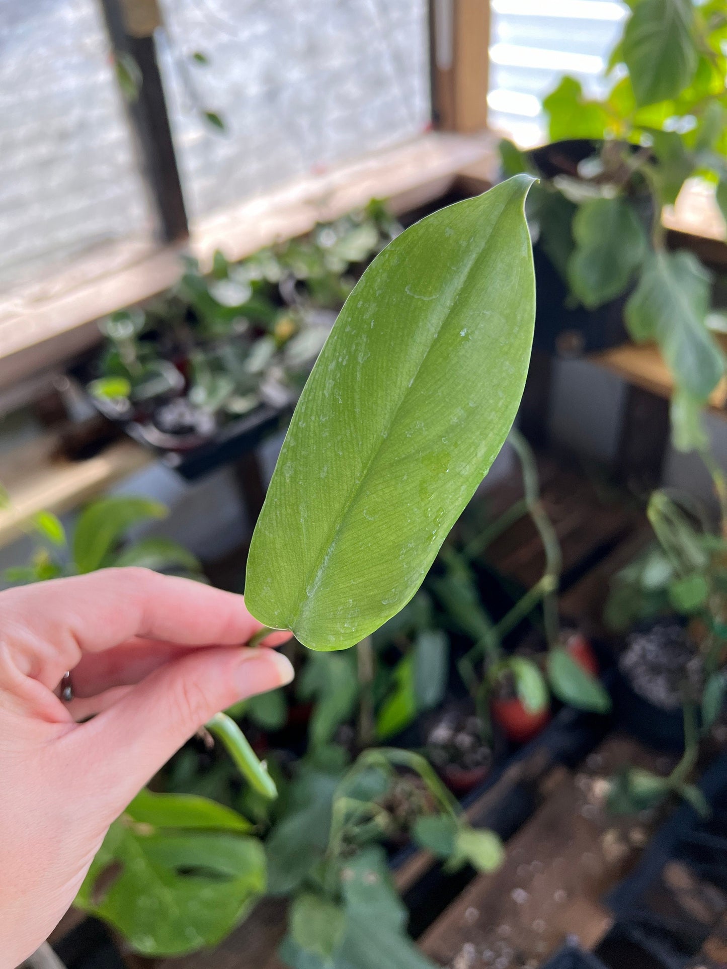 Philodendron Panduriforme Cutting