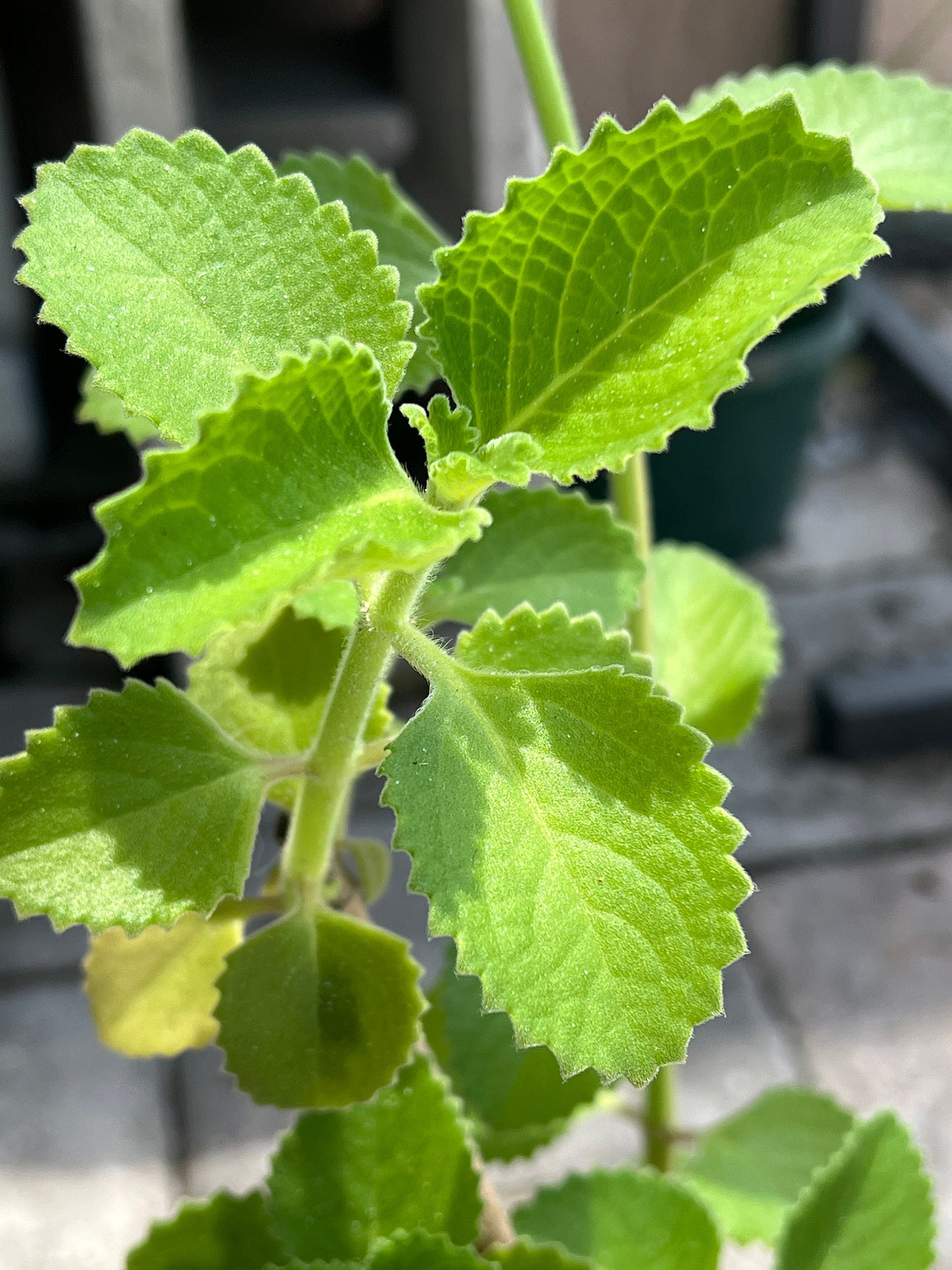 Cuban Oregano Cutting