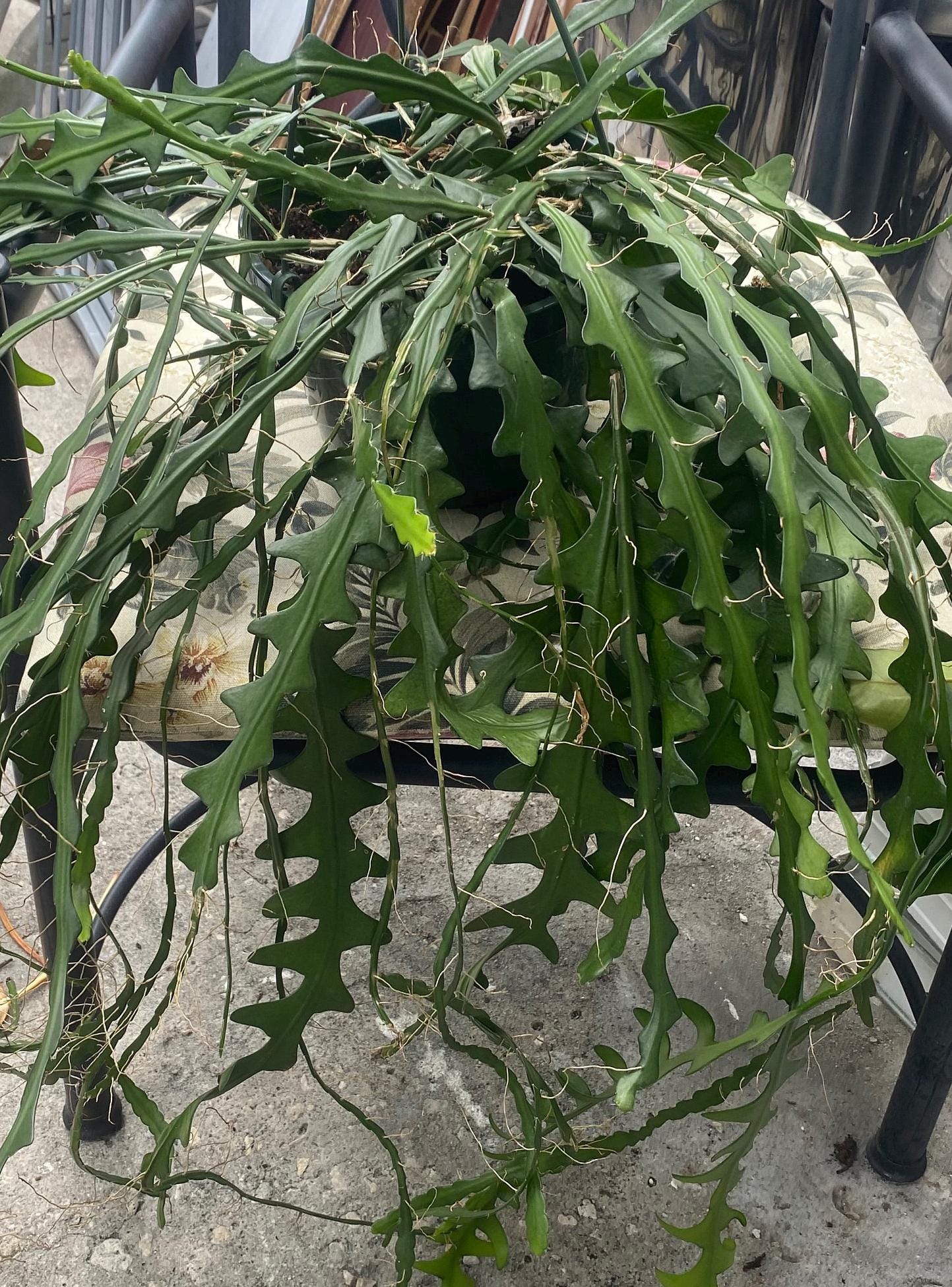 Zig Zag Cactus 'Epiphyllum Anguliger' Cutting