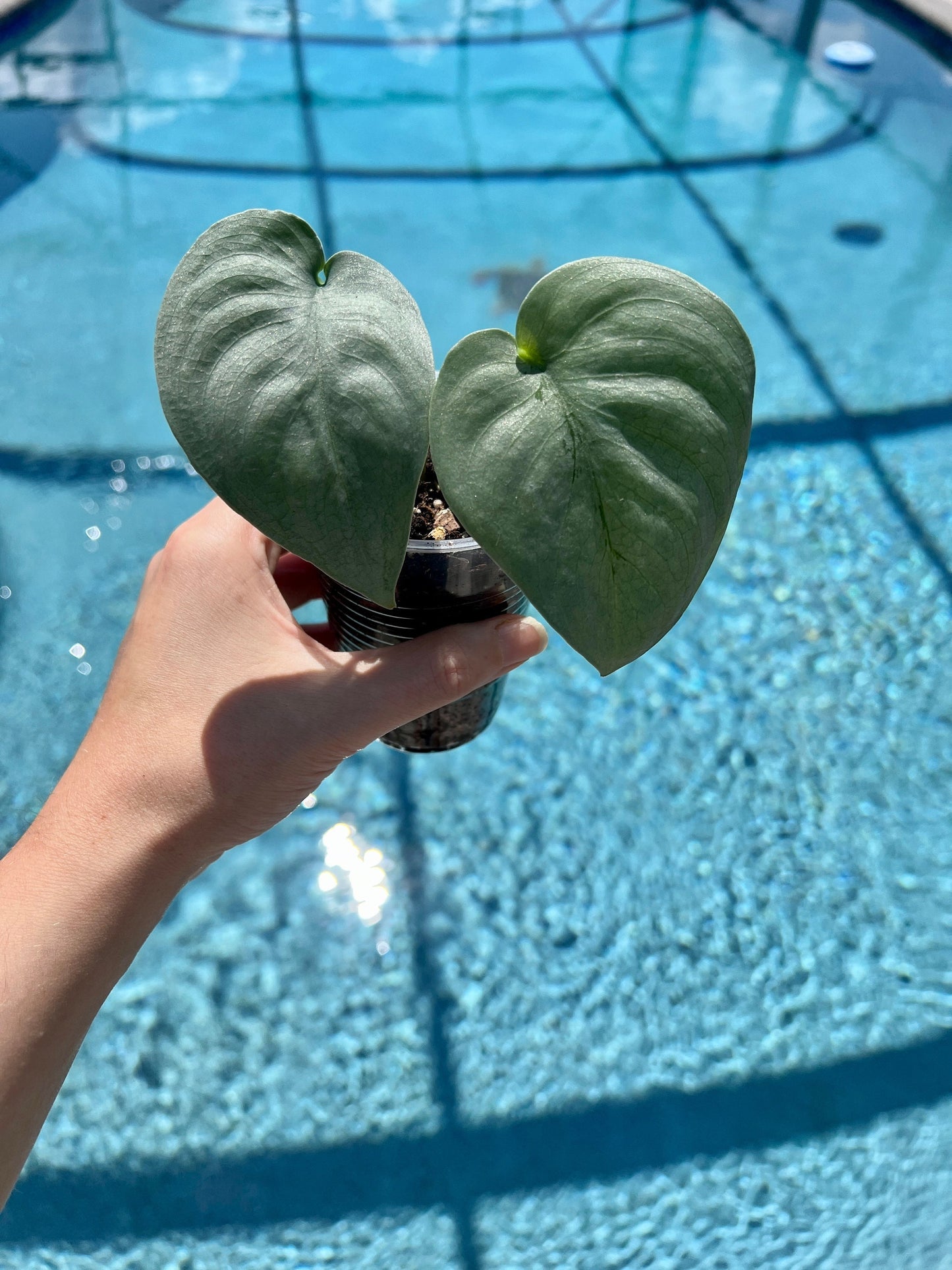Scindapsus 'Platinum' Starter
