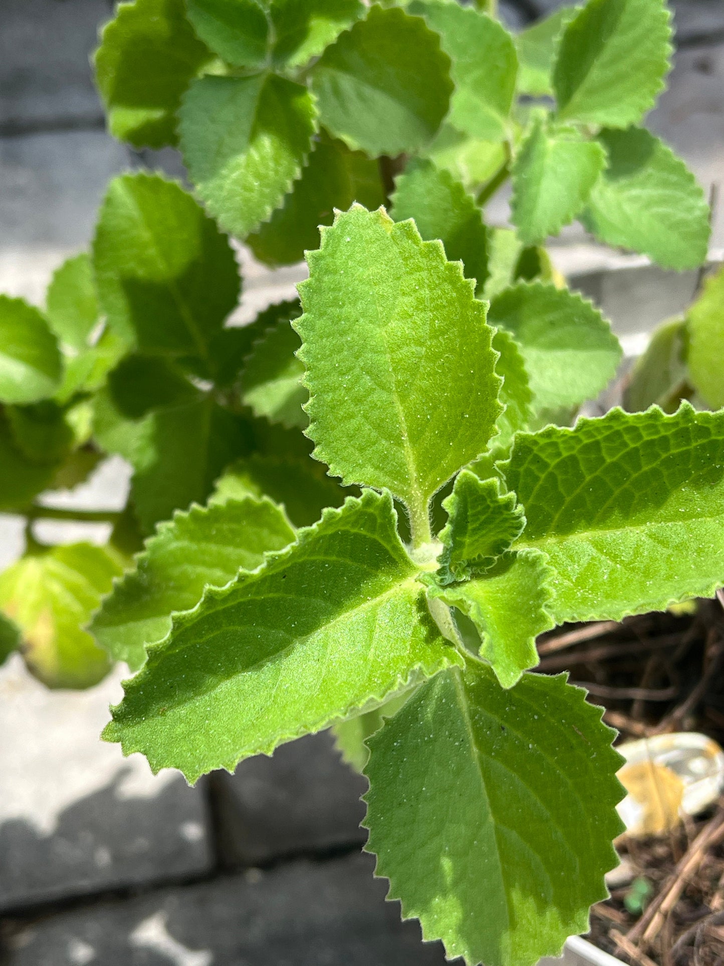 Cuban Oregano Cutting