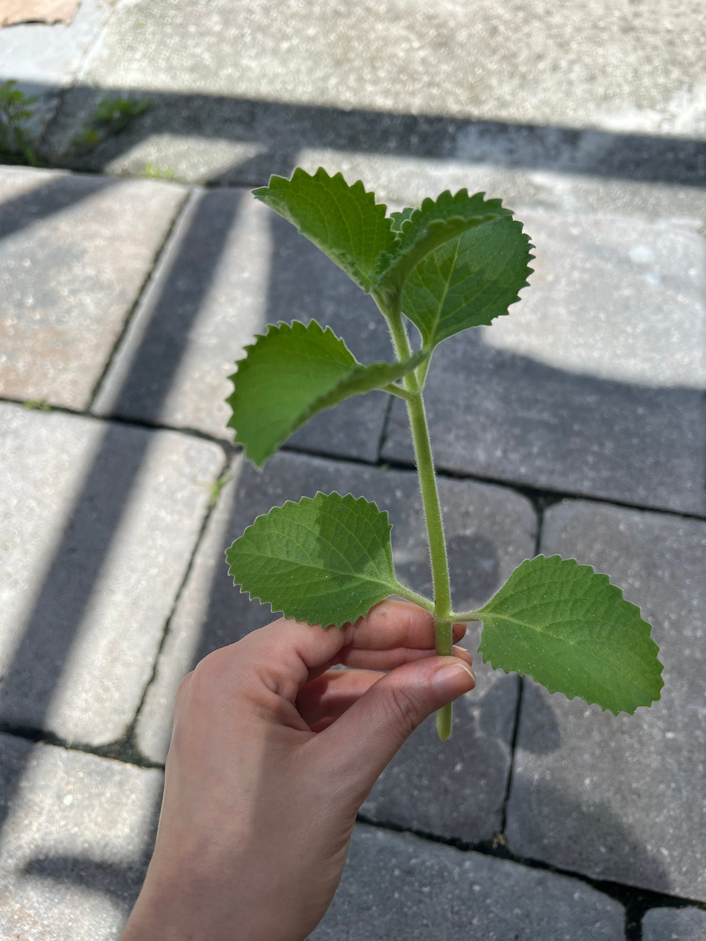 Cuban Oregano Cutting