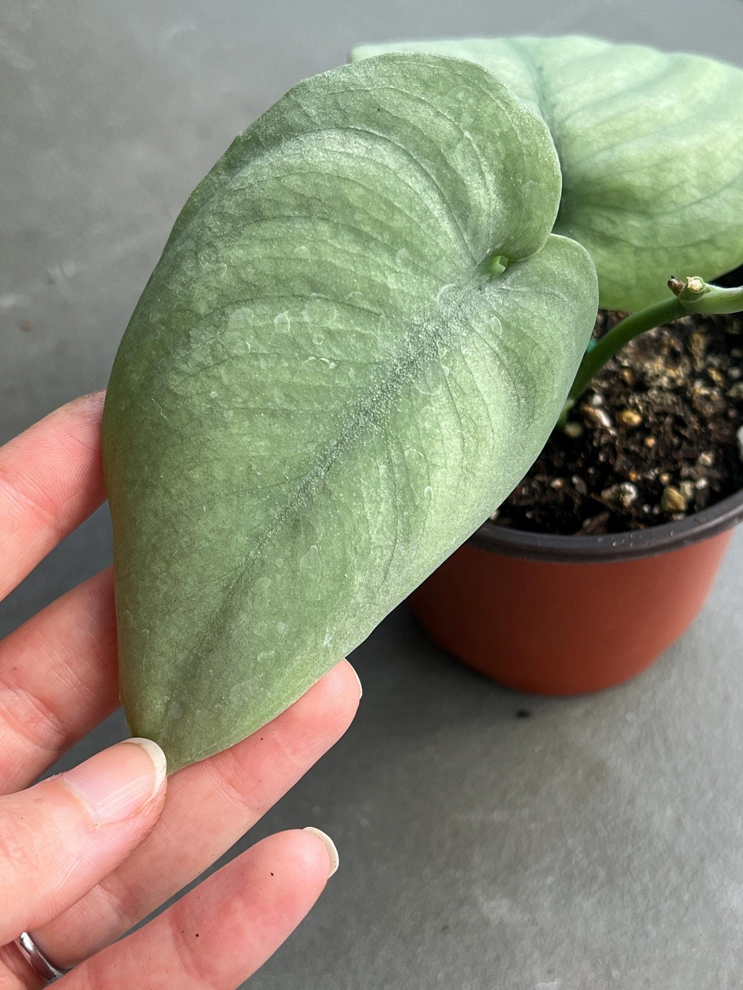 Scindapsus 'Platinum' Starter