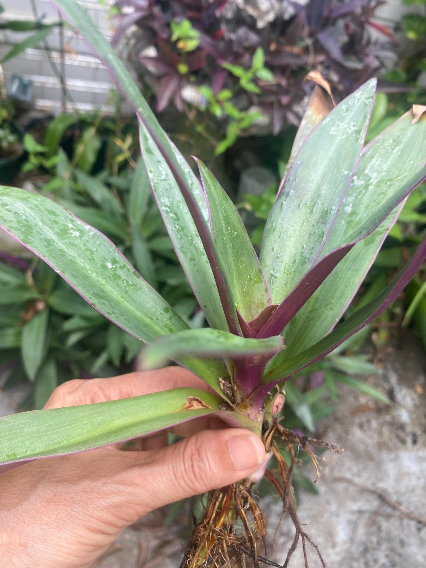 Oyster Plant Cutting, Moses in the Cradle, Boatlily Clipping, Tradescantia Spathacea, live plant cuttings