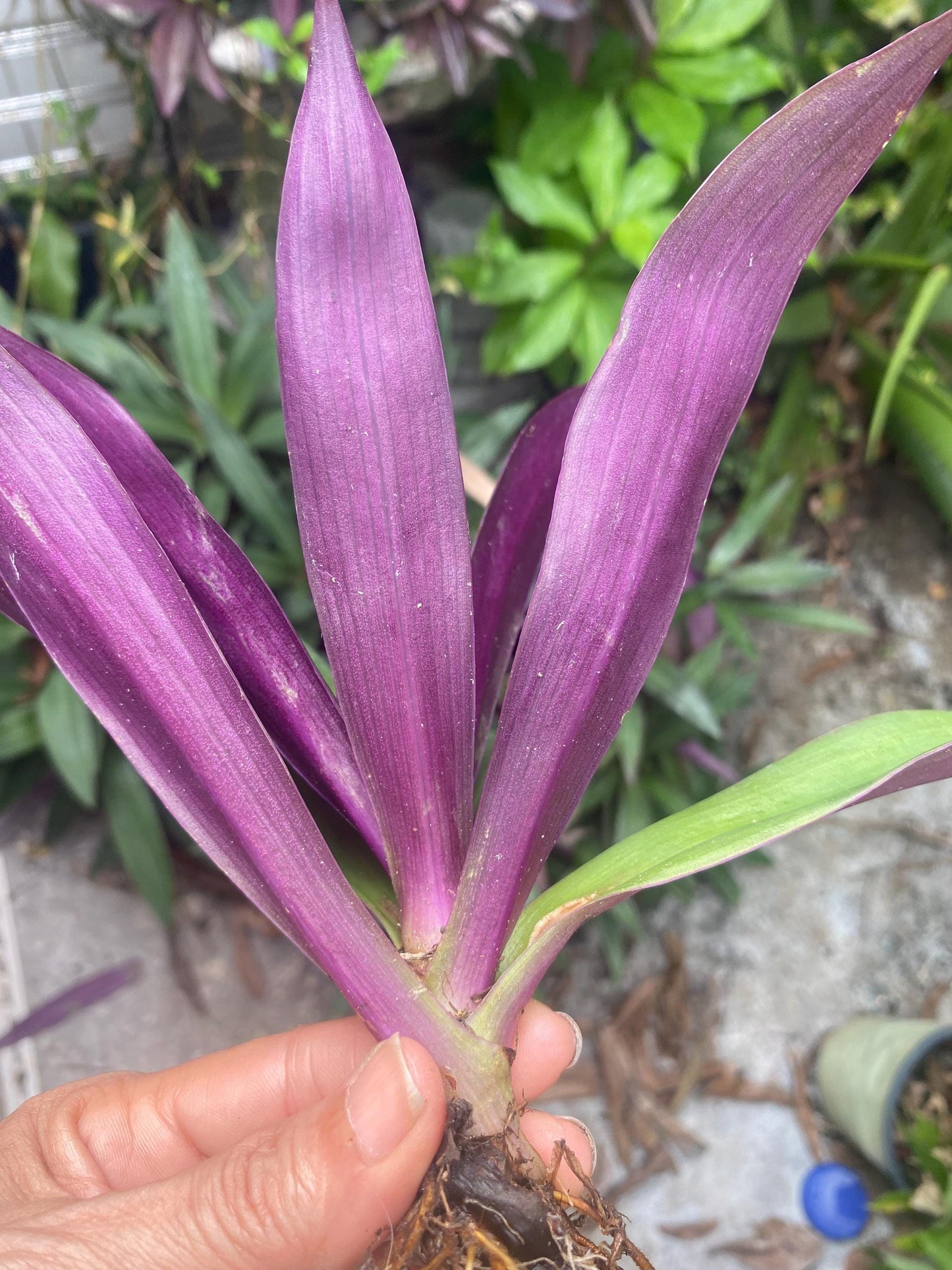 Oyster Plant Cutting, Moses in the Cradle, Boatlily Clipping, Tradescantia Spathacea, live plant cuttings