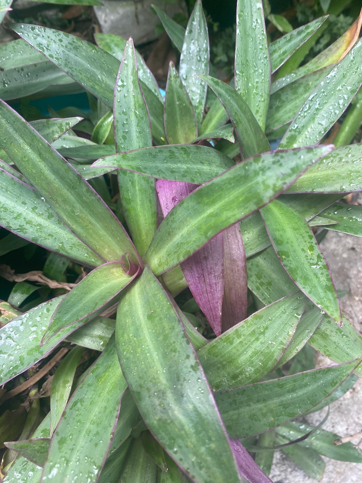 Oyster Plant 4” Plant, Moses in the Cradle, Boatlily Live Plant, Tradescantia Spathacea