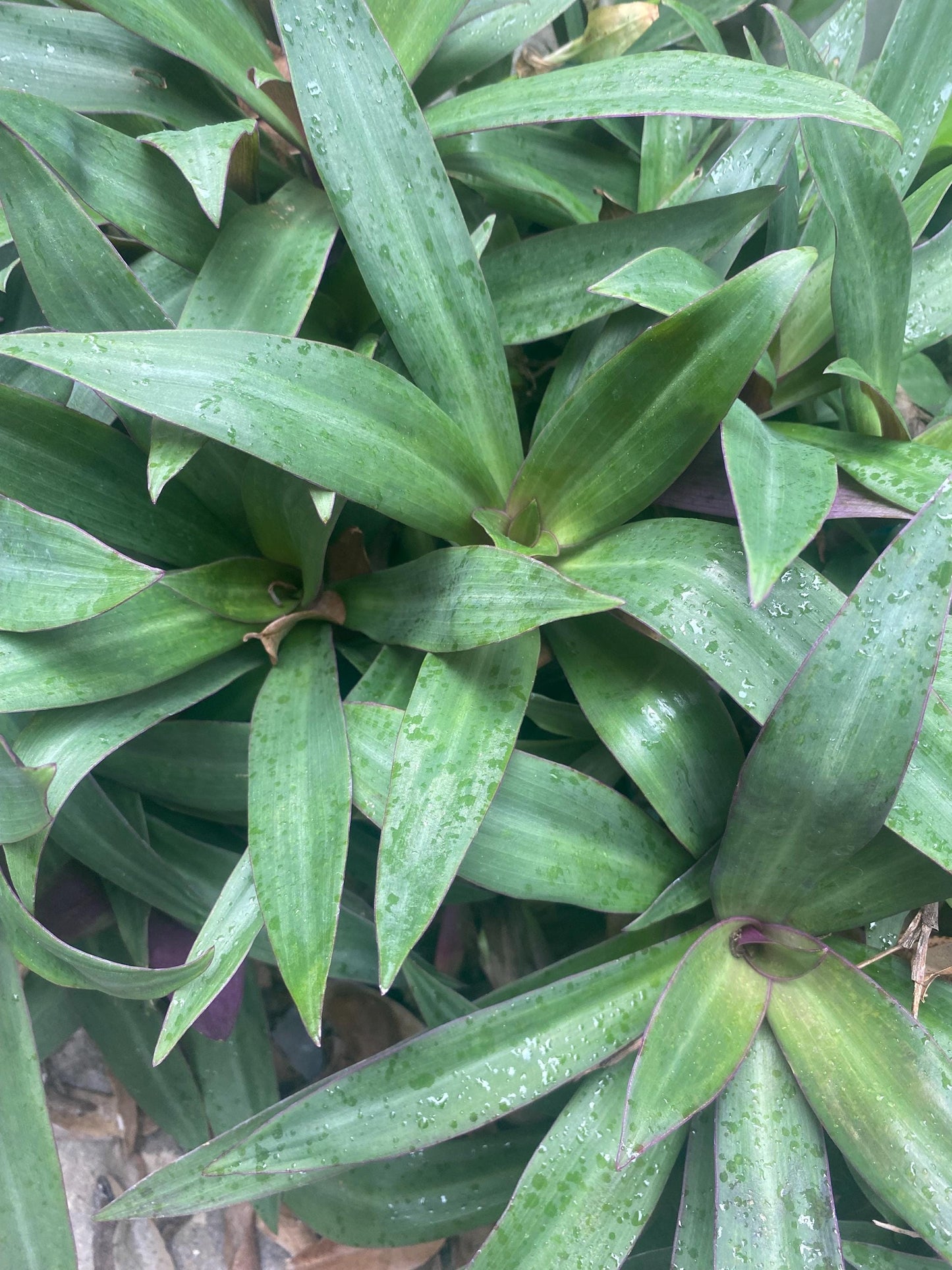 Oyster Plant 4” Plant, Moses in the Cradle, Boatlily Live Plant, Tradescantia Spathacea
