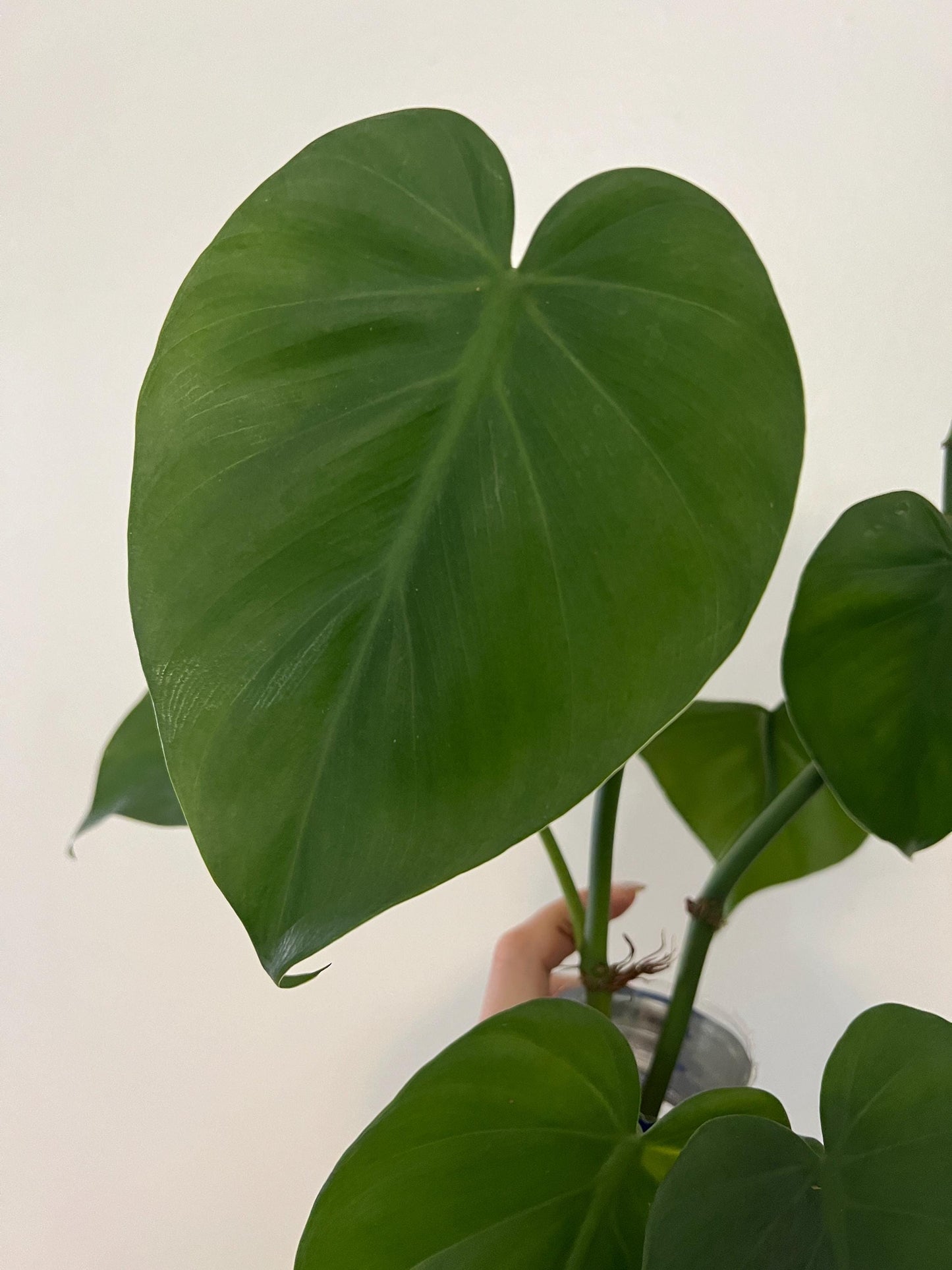 Giant Wild Heartleaf Philodendron Cutting | mature heartleaf cutting for propagation, live plant cuttings