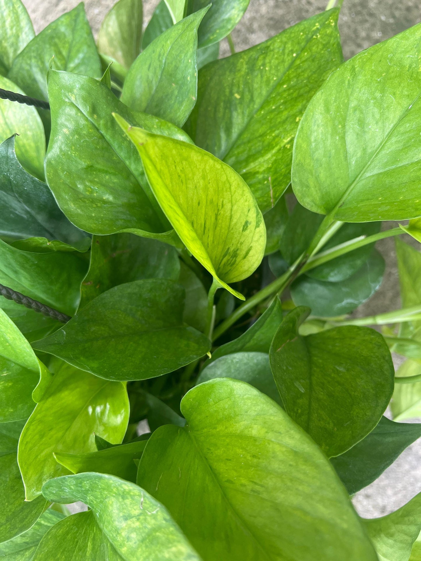 Jessenia Pothos Cutting | House plant cuttings, propagation, variegated cuttings