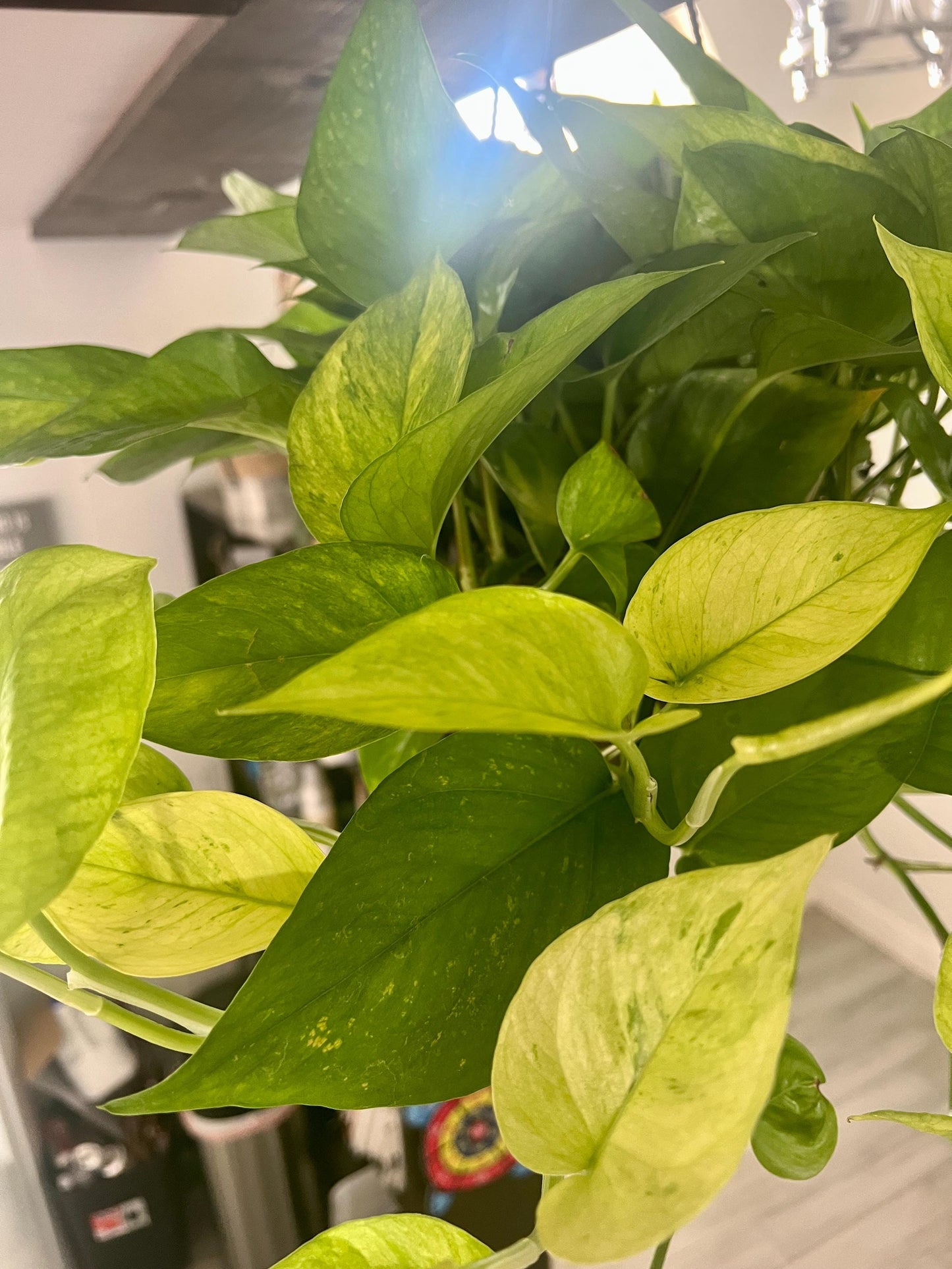 Jessenia Pothos Cutting | House plant cuttings, propagation, variegated cuttings