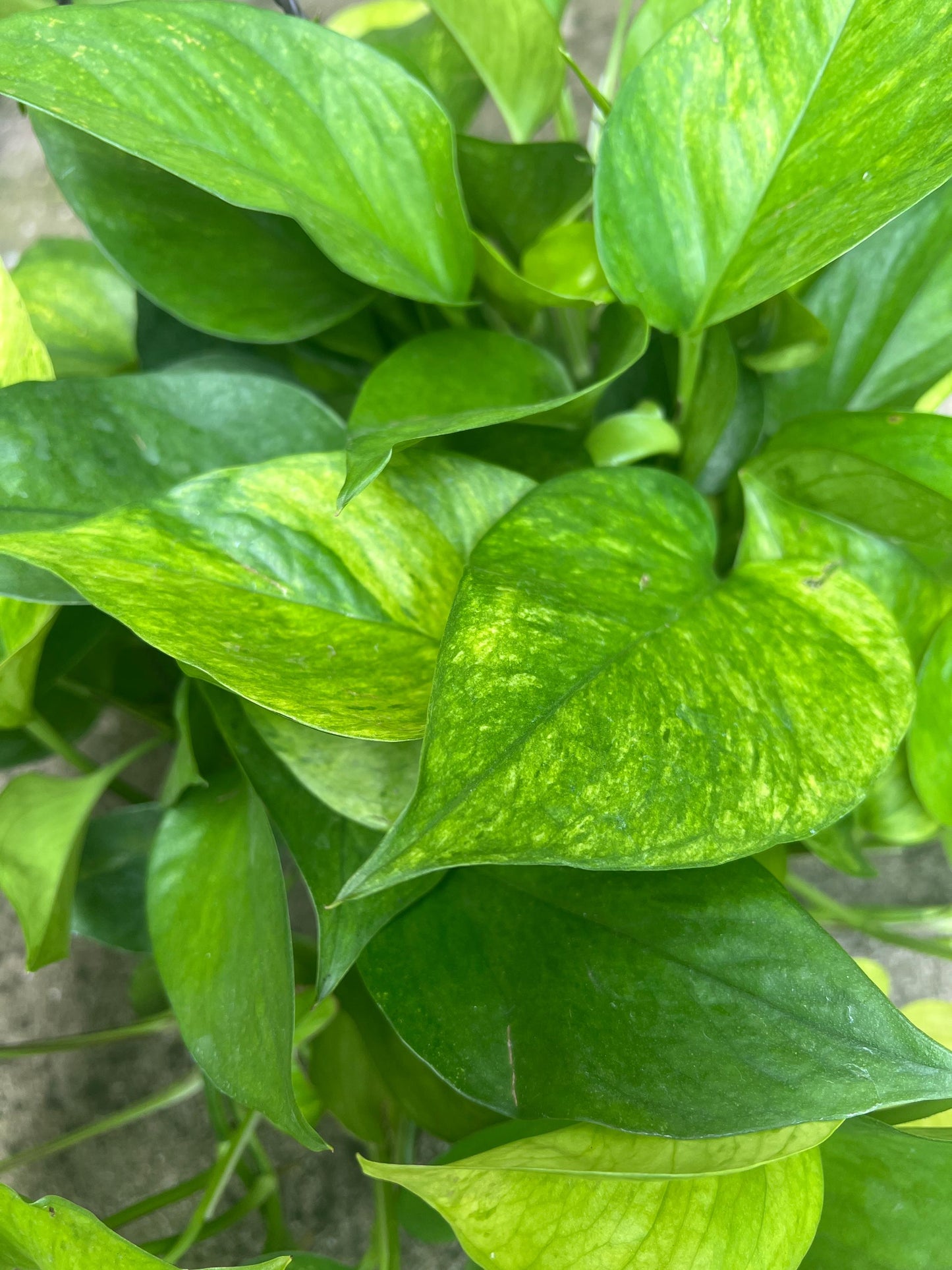 Jessenia Pothos Cutting | House plant cuttings, propagation, variegated cuttings