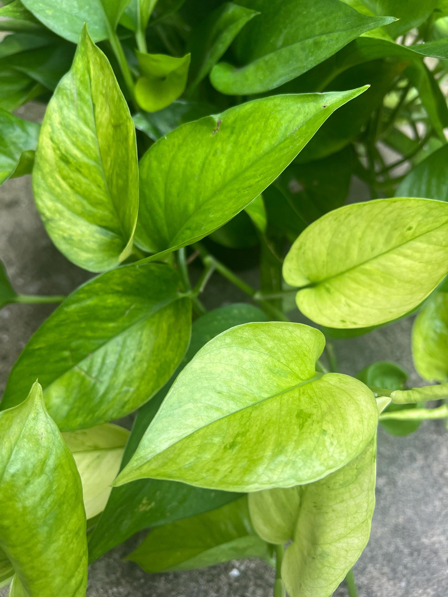 Jessenia Pothos Cutting | House plant cuttings, propagation, variegated cuttings