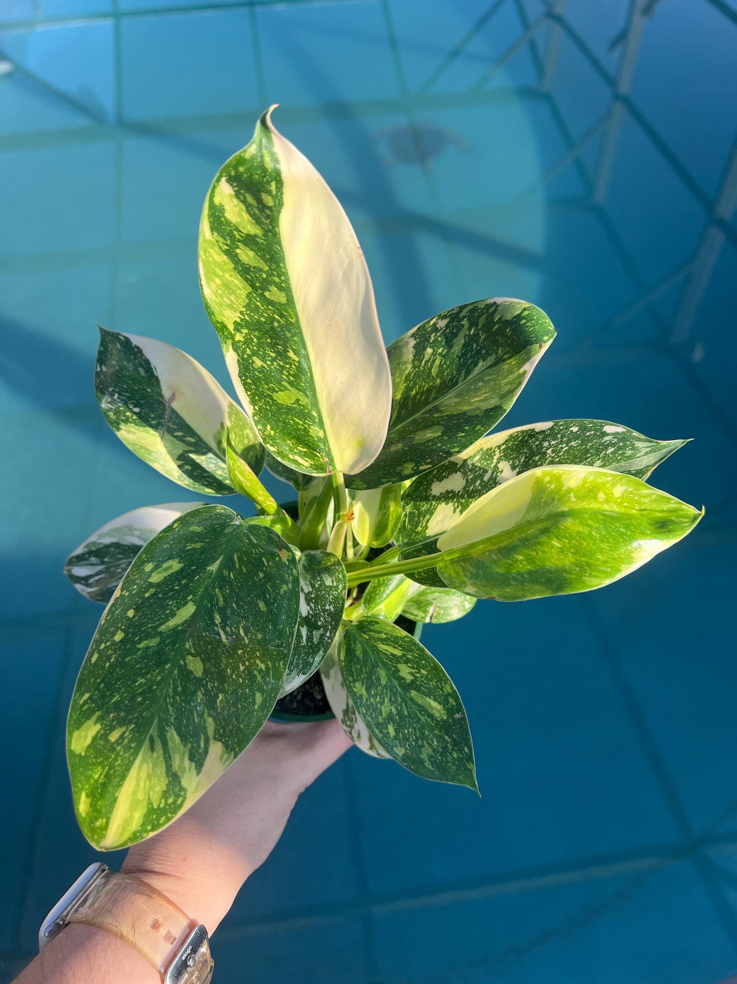 Philodendron Green Congo "Copper Flame", Philodendron Nuclear, Live Plant