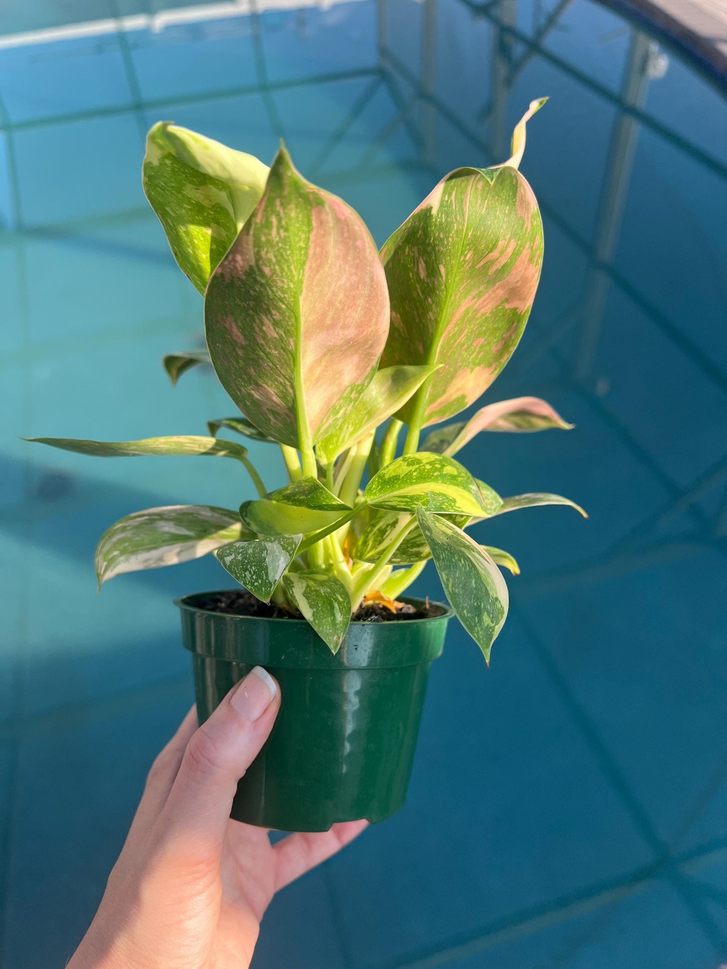 Philodendron Green Congo "Copper Flame", Philodendron Nuclear, Live Plant