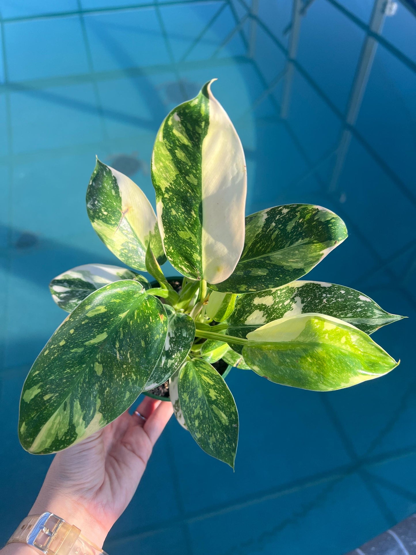 Philodendron Green Congo "Copper Flame", Philodendron Nuclear, Live Plant