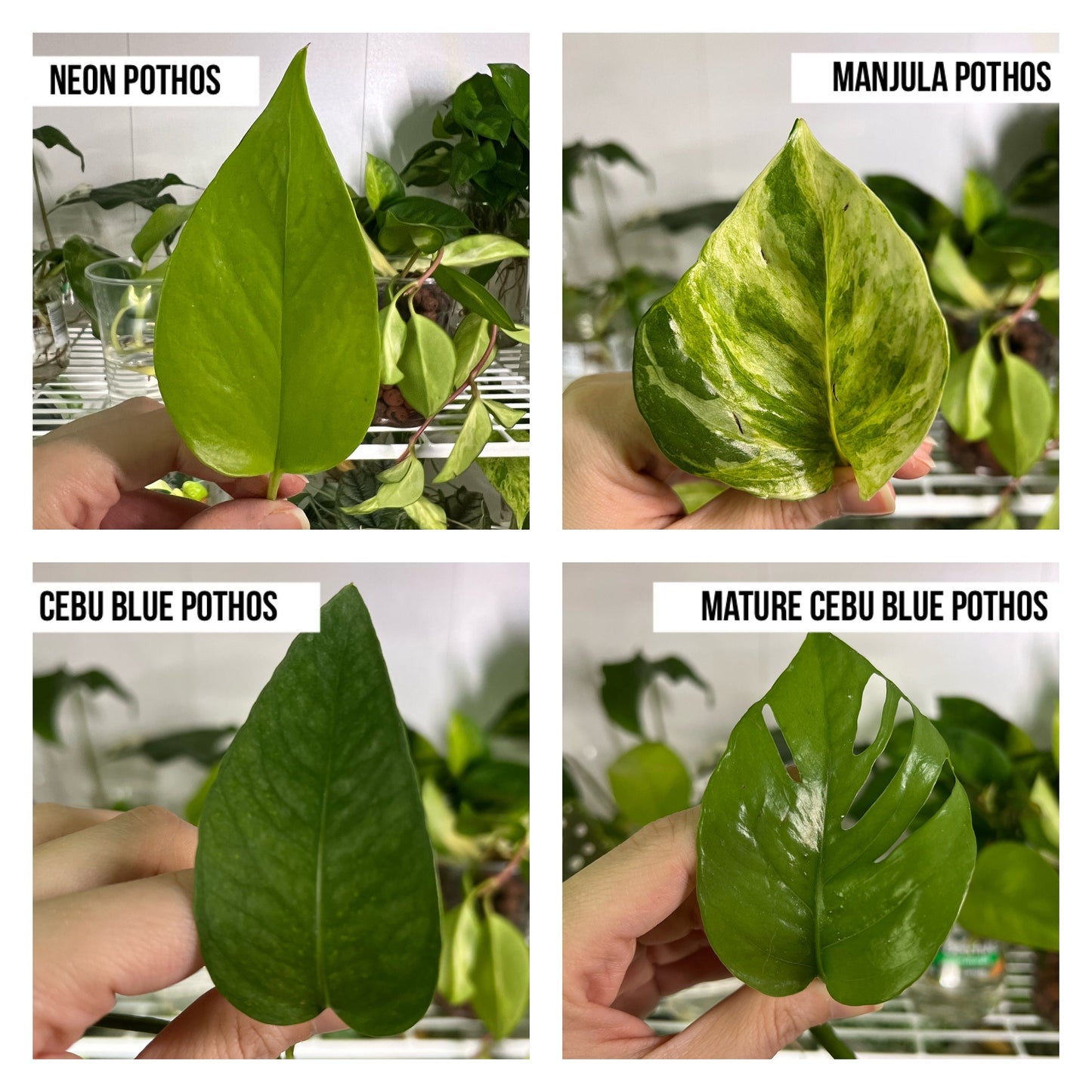 Build Your Bundle Cuttings