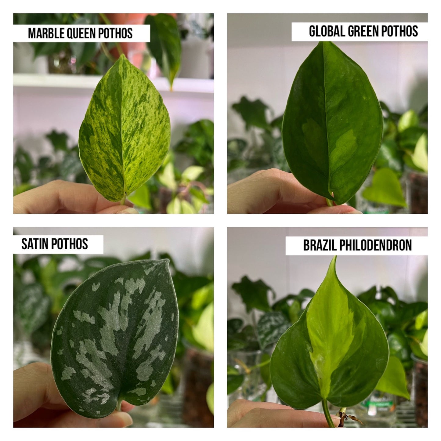 Build Your Bundle Cuttings