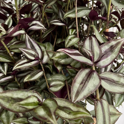 Tradescantia Zebrina Cutting