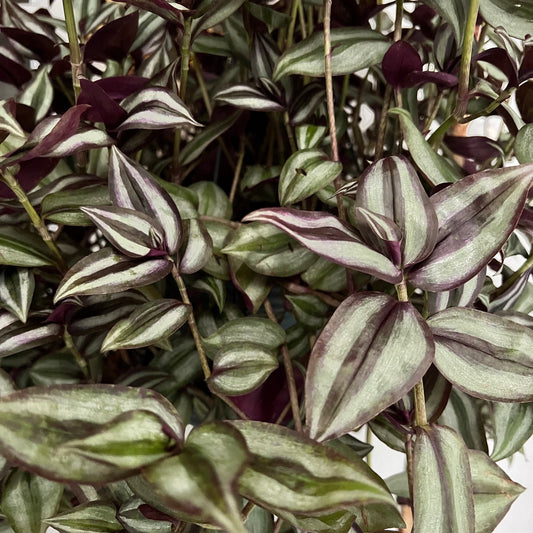 Tradescantia Zebrina Cutting | plant cuttings, propagation, house plants