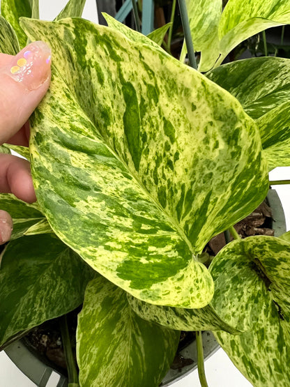 Marble Queen Pothos Cutting