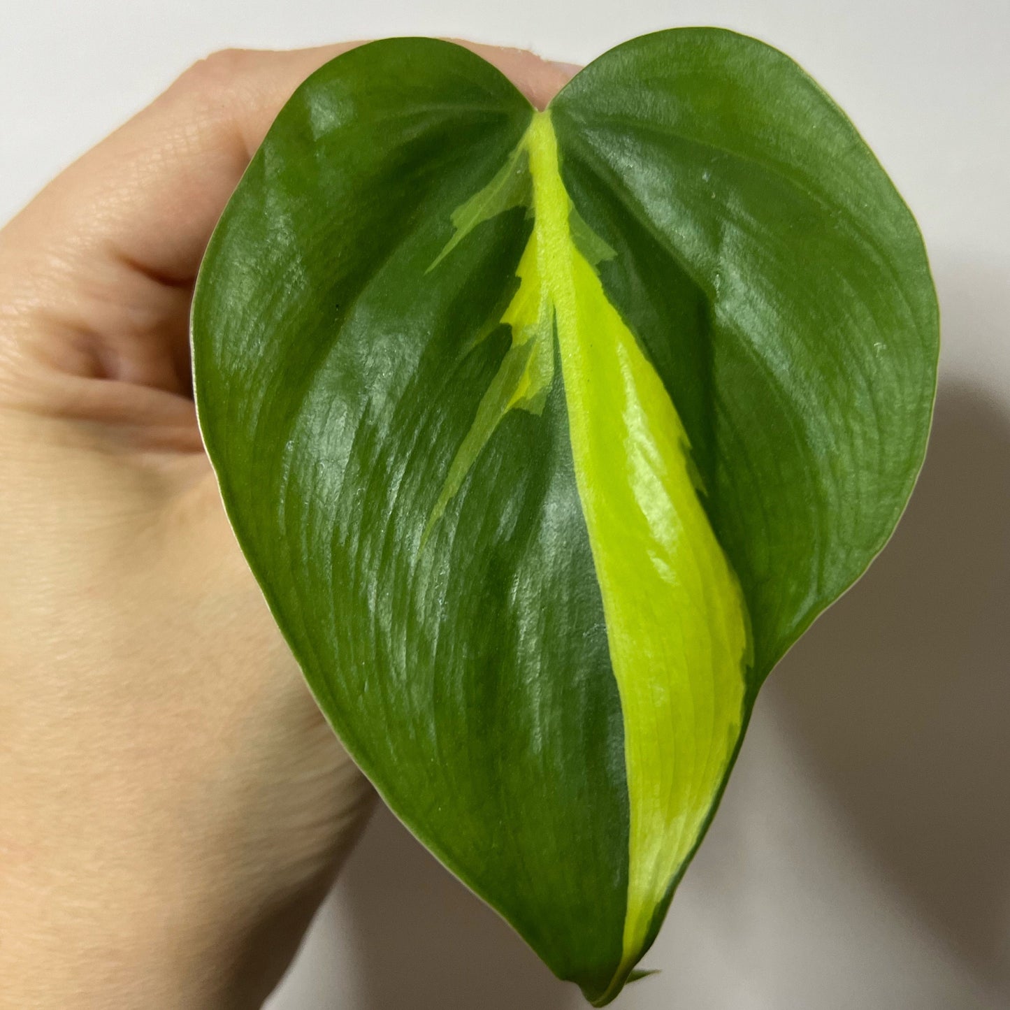 Brasil Philodendron Cutting