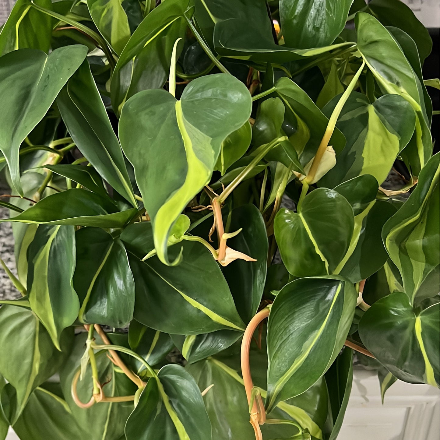 Brasil Philodendron Cutting