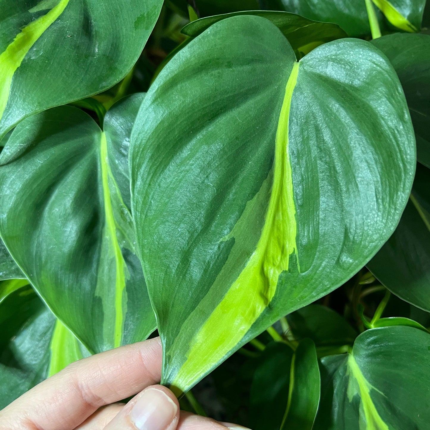 Brasil Philodendron Cutting