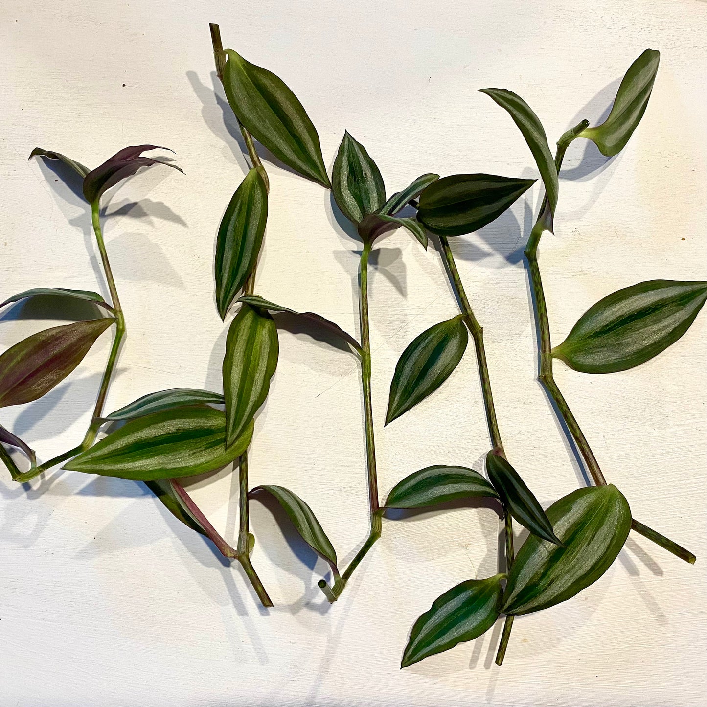 Tradescantia Zebrina Cuttings (5)