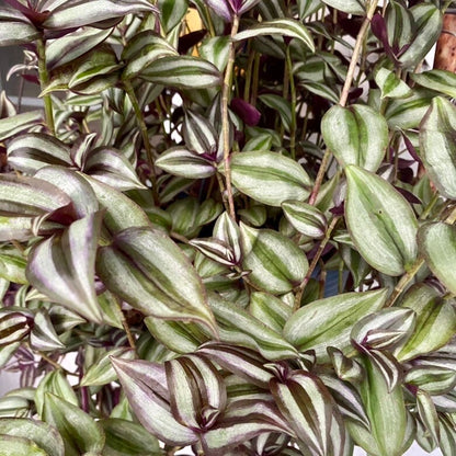 Tradescantia Zebrina Cuttings (5)