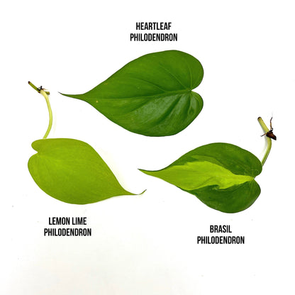 Trio Philodendron Bundle (3)