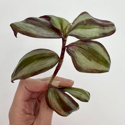 Tradescantia Zebrina Cutting