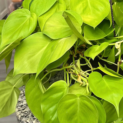 Trio Philodendron Bundle (3)